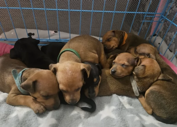 meraviglioso per adozione cuccioli di Pinscher