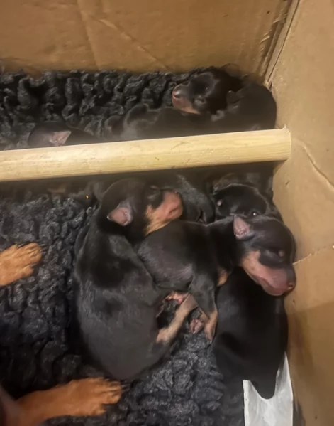 meraviglioso per adozione cuccioli di Pinscher | Foto 1