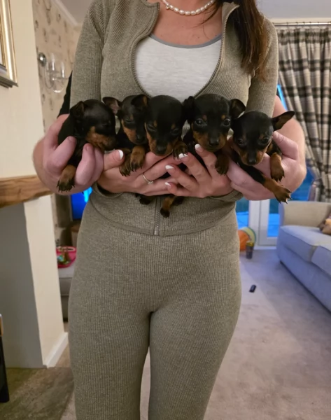 meraviglioso per adozione cuccioli di Pinscher