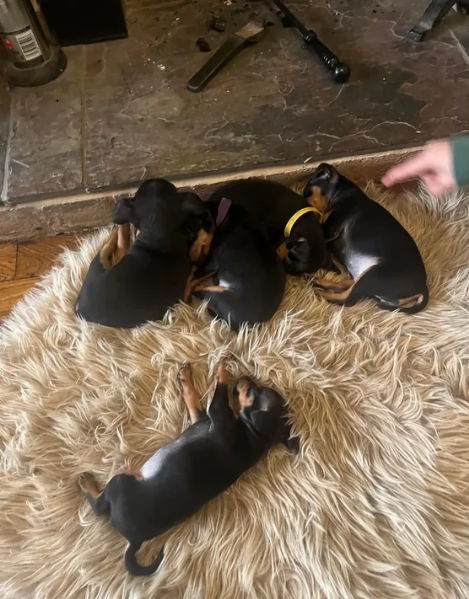 meraviglioso per adozione cuccioli di Pinscher | Foto 1