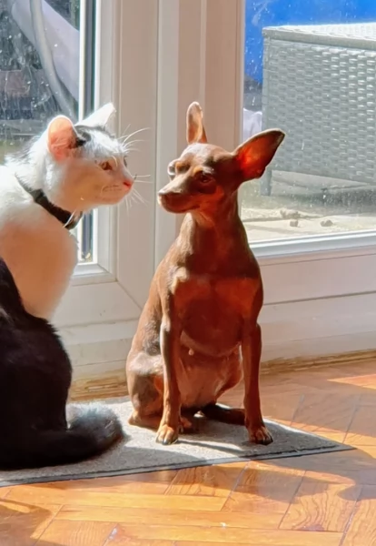 meraviglioso per adozione cuccioli di Pinscher