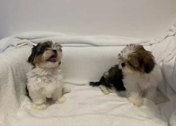 splendidi cuccioli di shitzu per adozione | Foto 1