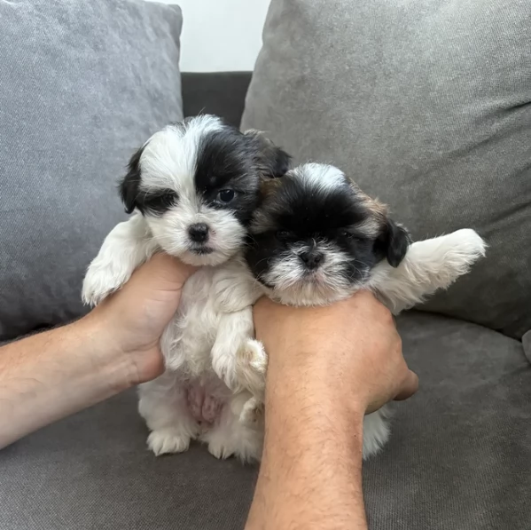 splendidi cuccioli di shitzu per adozione | Foto 5