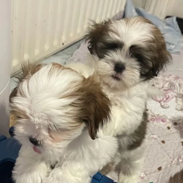 splendidi cuccioli di shitzu per adozione | Foto 2
