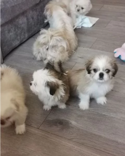 splendidi cuccioli di shitzu per adozione | Foto 1