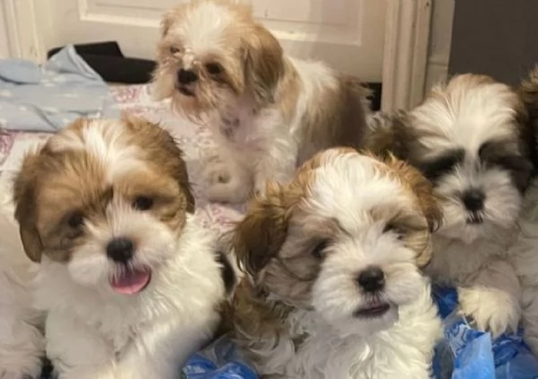 splendidi cuccioli di shitzu per adozione