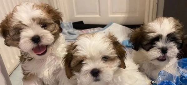 splendidi cuccioli di shitzu per adozione | Foto 0