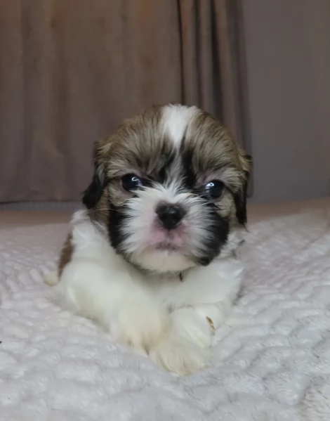 splendidi cuccioli di shitzu per adozione | Foto 3