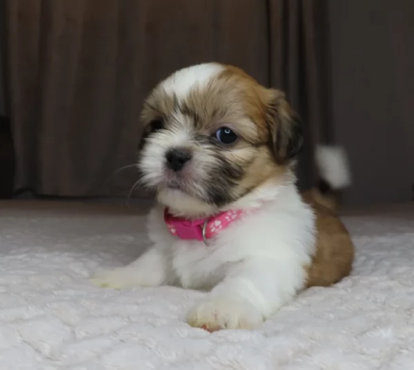 splendidi cuccioli di shitzu per adozione | Foto 1