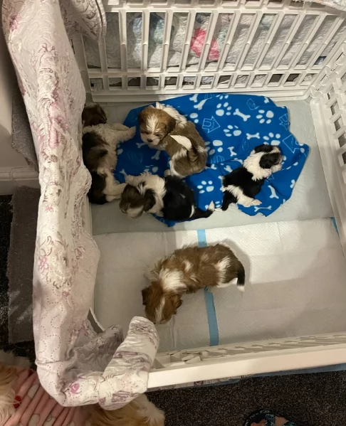 splendidi cuccioli di shitzu per adozione | Foto 2