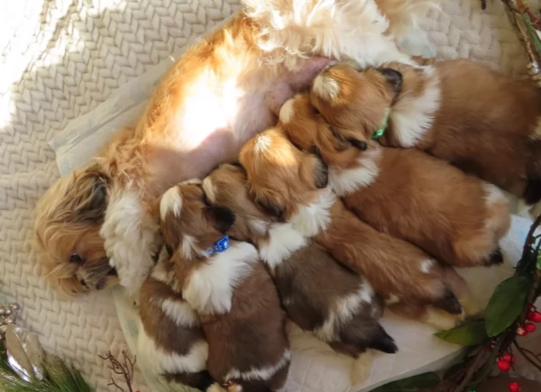 splendidi cuccioli di shitzu per adozione | Foto 2