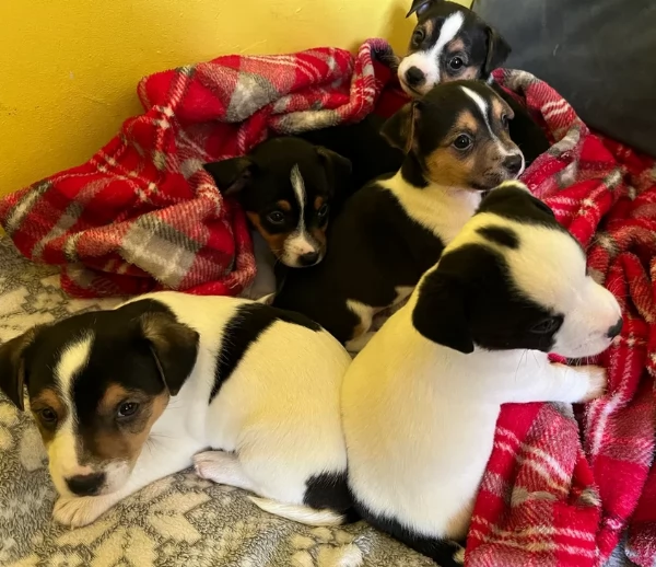 per adozione cuccioli di Jack Russel | Foto 3