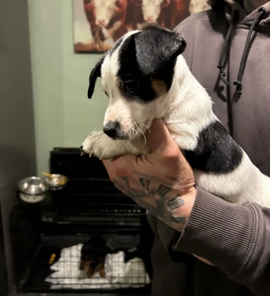 per adozione cuccioli di Jack Russel | Foto 2