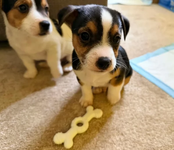 per adozione cuccioli di Jack Russel