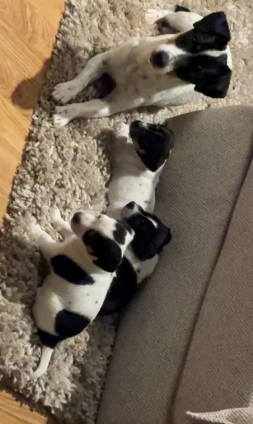 per adozione cuccioli di Jack Russel | Foto 0
