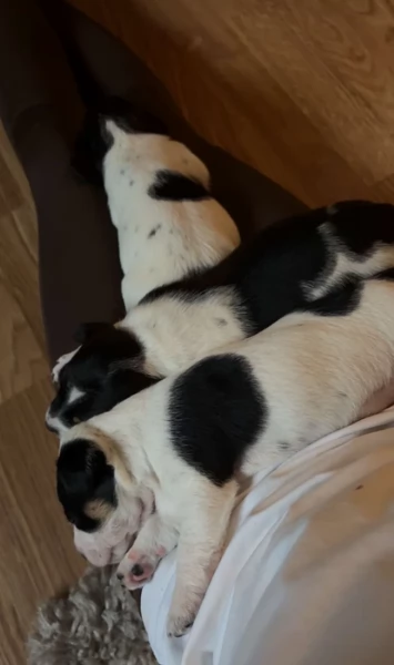 per adozione cuccioli di Jack Russel | Foto 3