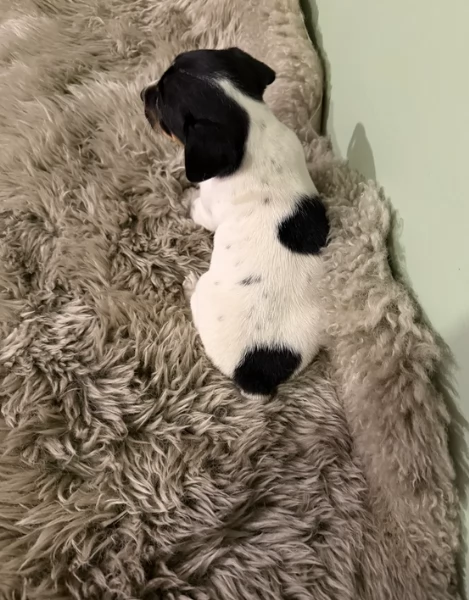 per adozione cuccioli di Jack Russel | Foto 1