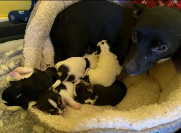 per adozione cuccioli di Jack Russel | Foto 5