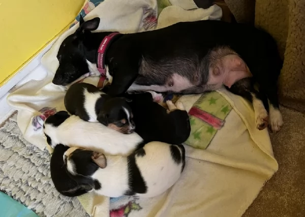 per adozione cuccioli di Jack Russel | Foto 0