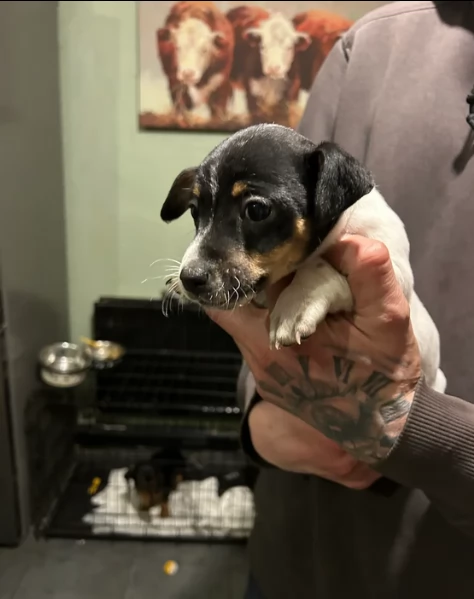 per adozione cuccioli di Jack Russel | Foto 3