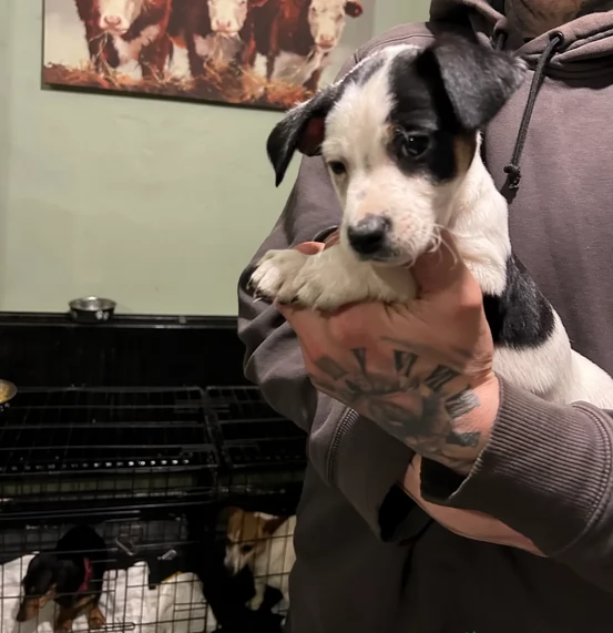 per adozione cuccioli di Jack Russel | Foto 1