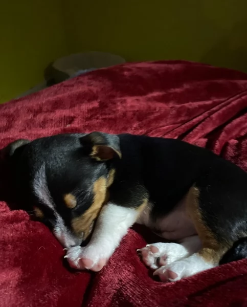 per adozione cuccioli di Jack Russel | Foto 0