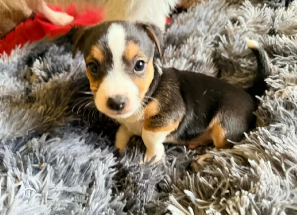 per adozione cuccioli di Jack Russel