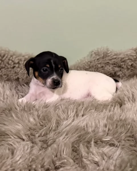 per adozione cuccioli di Jack Russel | Foto 5