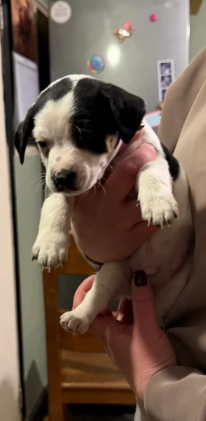 per adozione cuccioli di Jack Russel | Foto 4