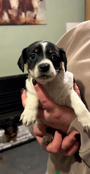 per adozione cuccioli di Jack Russel | Foto 3