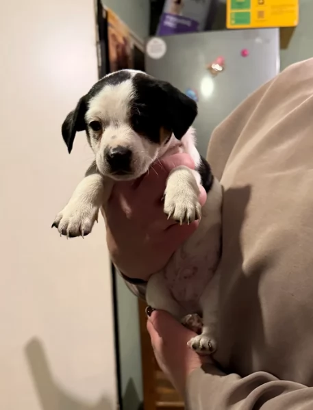 per adozione cuccioli di Jack Russel | Foto 1