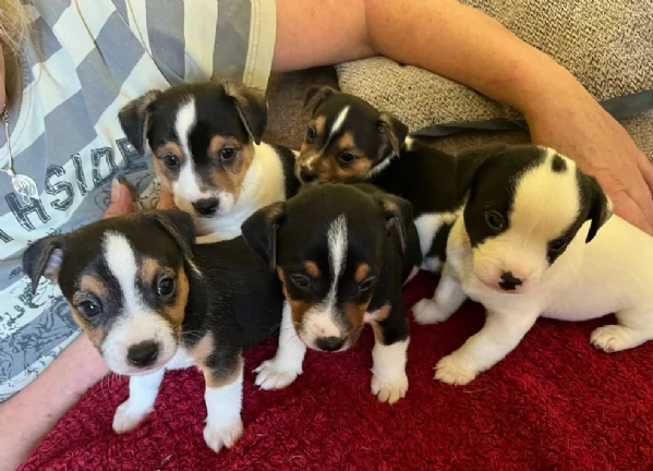per adozione cuccioli di Jack Russel