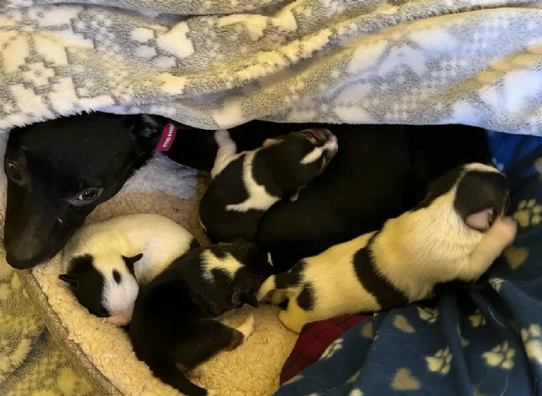 per adozione cuccioli di Jack Russel | Foto 3