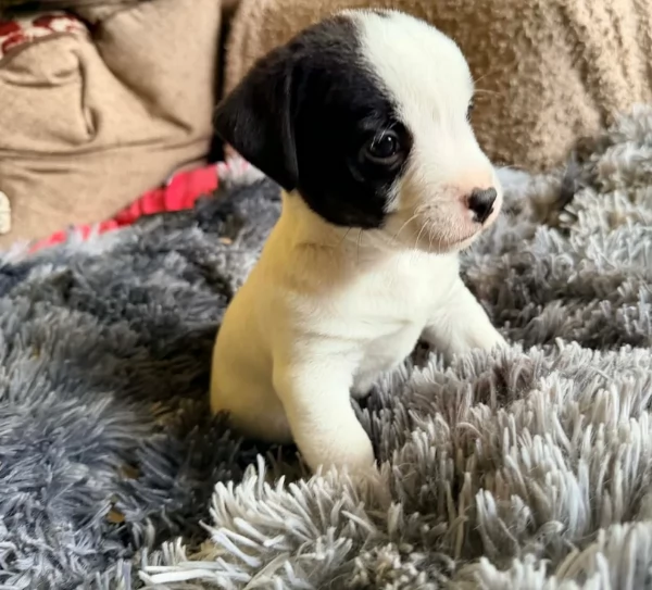 per adozione cuccioli di Jack Russel | Foto 2