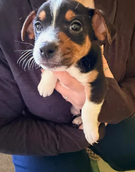 per adozione cuccioli di Jack Russel | Foto 0