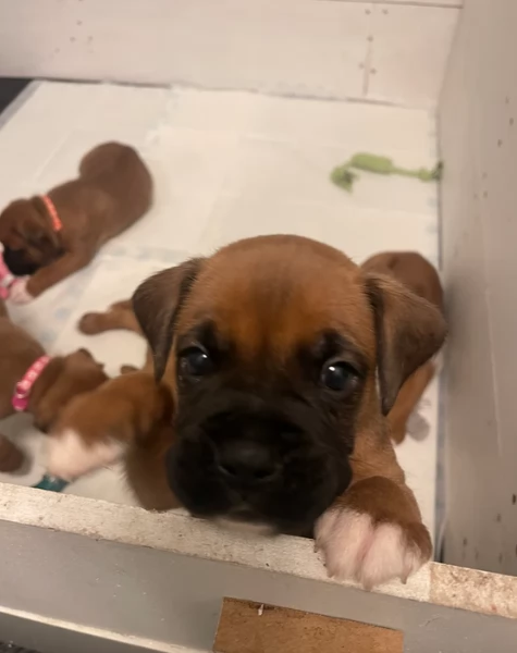 cuccioli di Boxer per adozione maschio e femmina | Foto 3