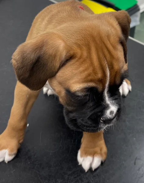 cuccioli di Boxer per adozione maschio e femmina | Foto 0