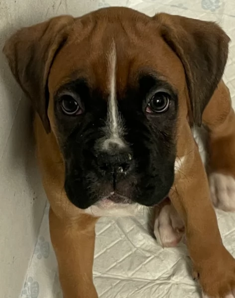 cuccioli di Boxer per adozione maschio e femmina | Foto 6