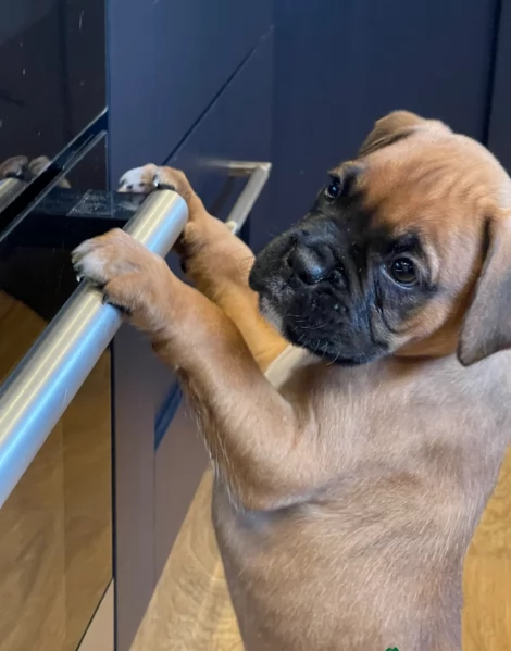 cuccioli di Boxer per adozione maschio e femmina | Foto 4