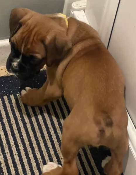 cuccioli di Boxer per adozione maschio e femmina | Foto 3