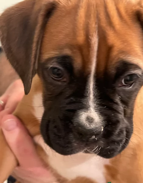 cuccioli di Boxer per adozione maschio e femmina | Foto 2