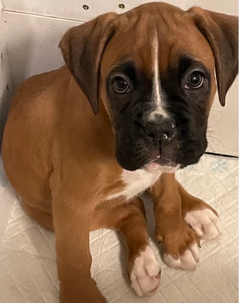 cuccioli di Boxer per adozione maschio e femmina