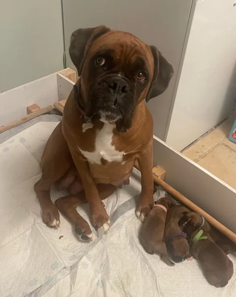 cuccioli di Boxer per adozione maschio e femmina | Foto 0