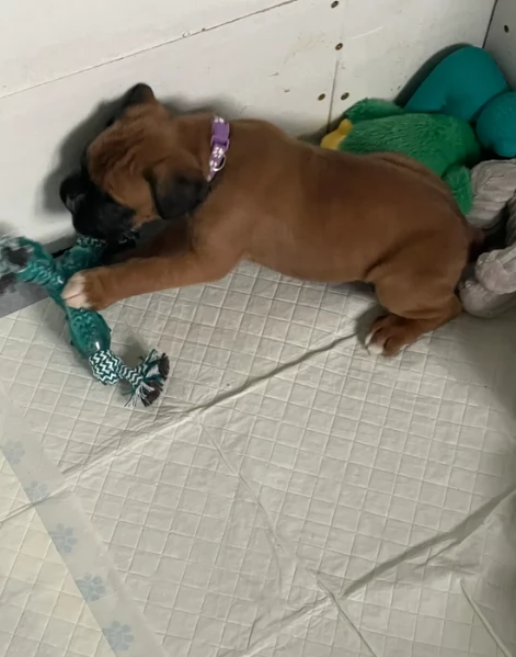 cuccioli di Boxer per adozione maschio e femmina | Foto 5