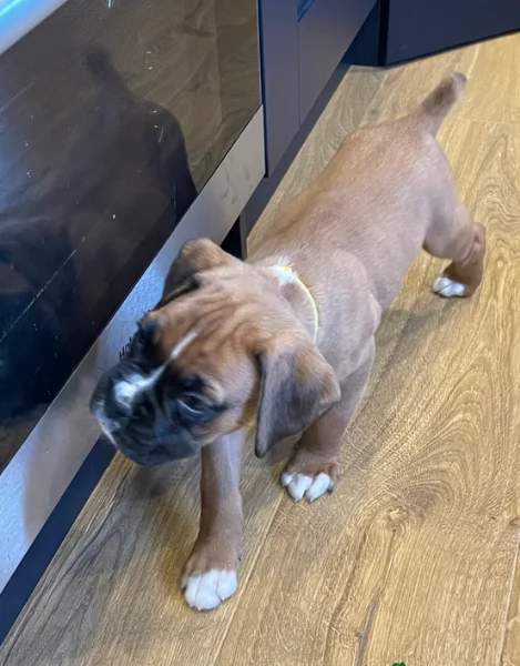 cuccioli di Boxer per adozione maschio e femmina | Foto 2