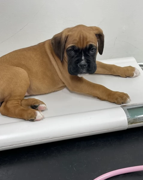 cuccioli di Boxer per adozione maschio e femmina | Foto 1