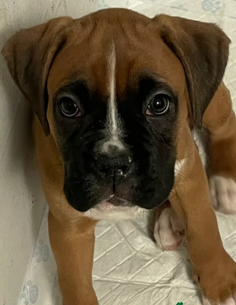cuccioli di Boxer per adozione maschio e femmina