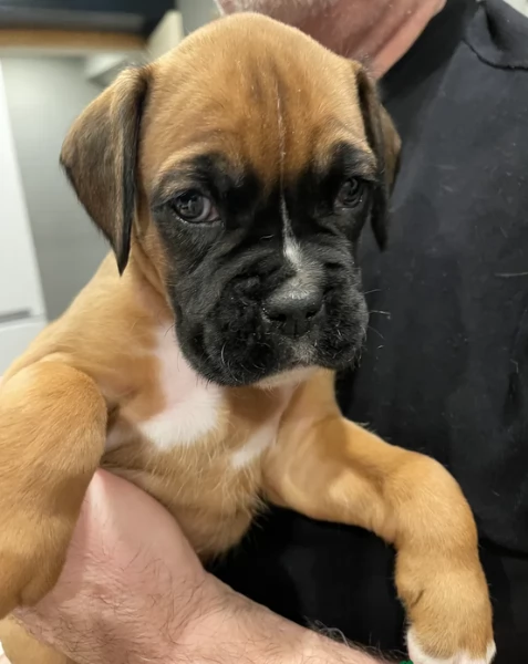 cuccioli di Boxer per adozione maschio e femmina | Foto 4