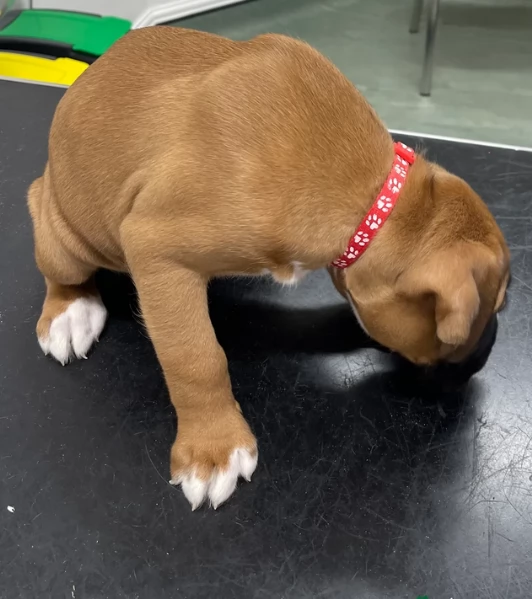 cuccioli di Boxer per adozione maschio e femmina | Foto 0