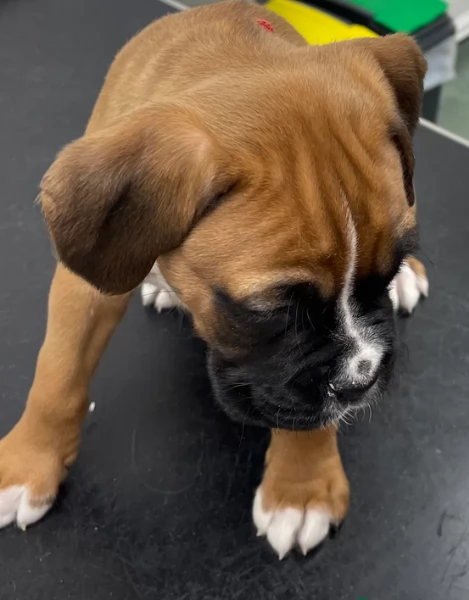 cuccioli di Boxer per adozione maschio e femmina